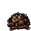 Dead Thornback Tortoise
